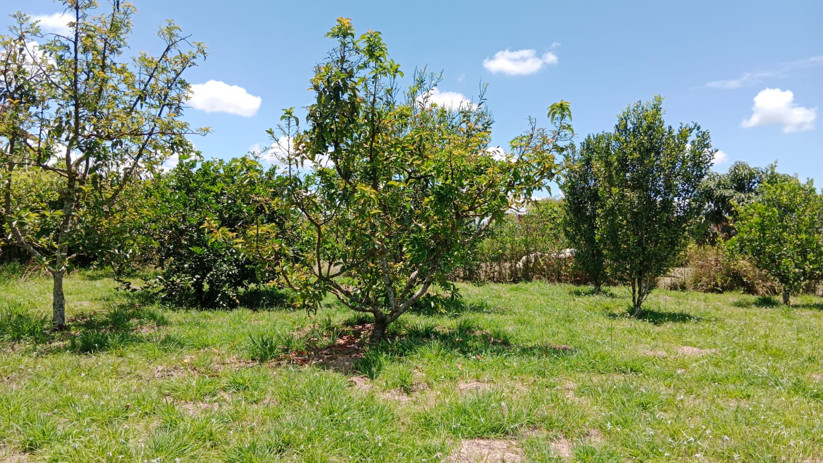 Venta de Lote en Pueblo Tapado Quindio