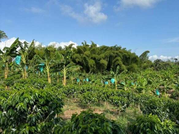 Venta de Finca de 23 cuadras via Montenegro Quimbaya