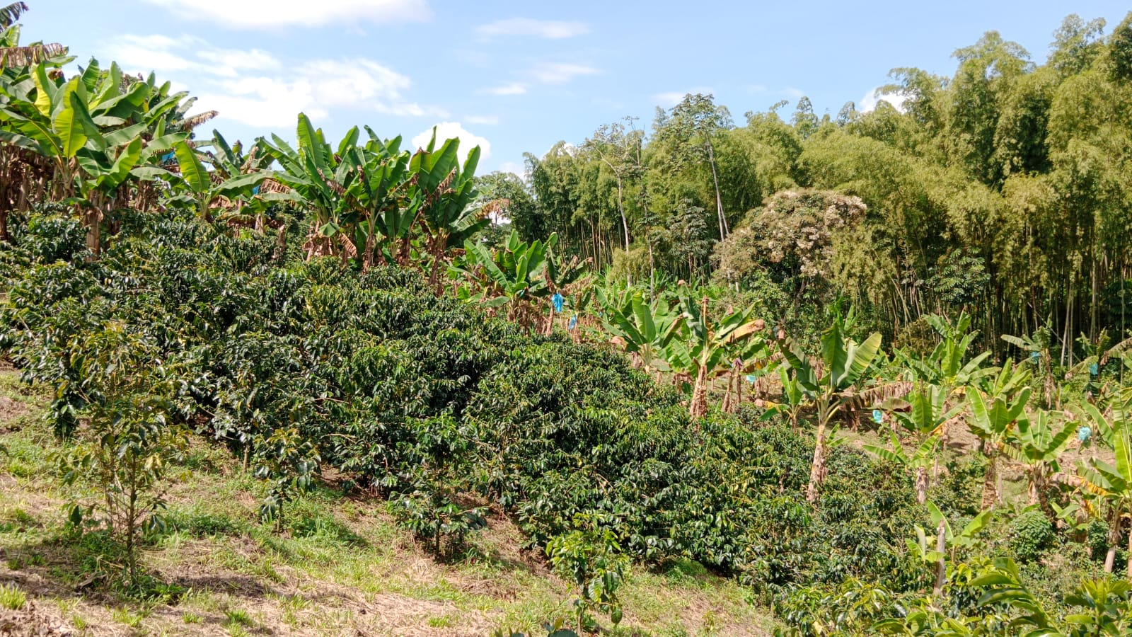 68771220240131034748 Venta de finca con mas de 10 hectáreas en Montenegro Quindío