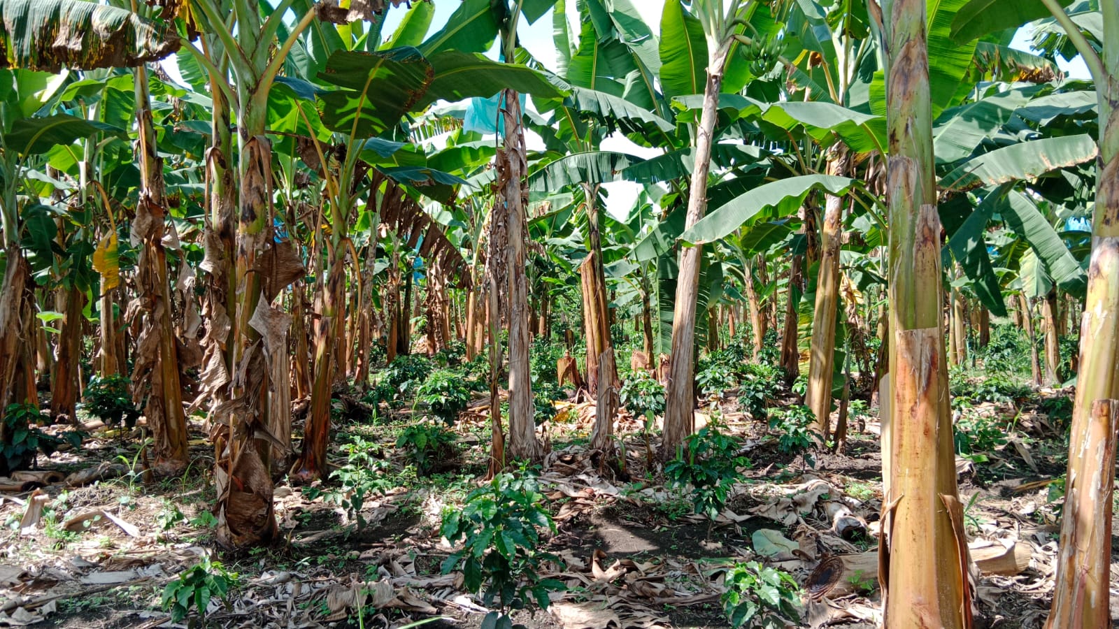 68771520240131034843 Venta de finca con mas de 10 hectáreas en Montenegro Quindío