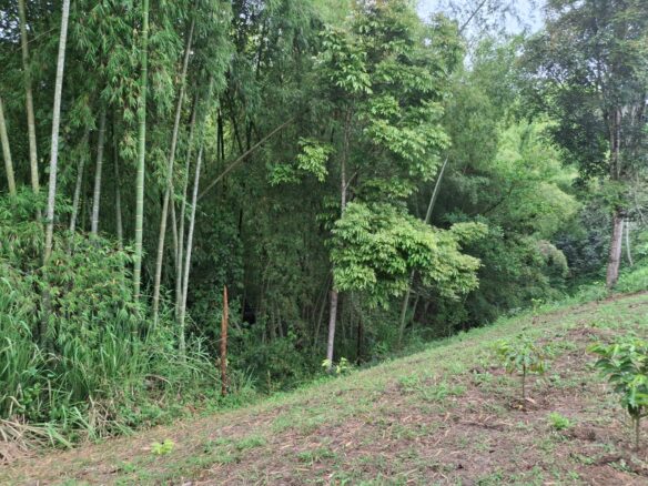 Se Vende Hermosa Finca en la Tebaida Vía al Valle