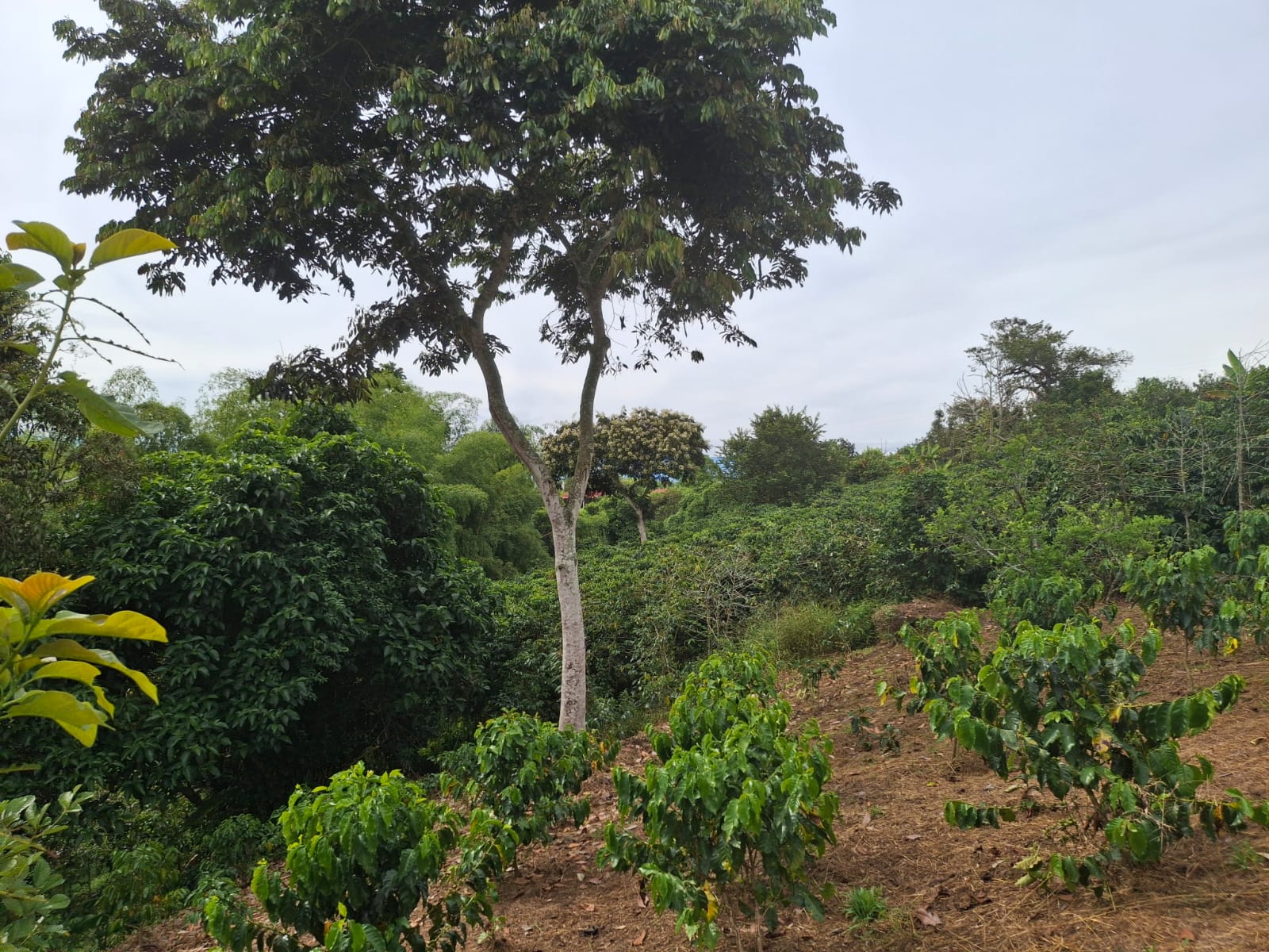 68771820250806090033 Se Vende Hermosa Finca en la Tebaida Vía al Valle
