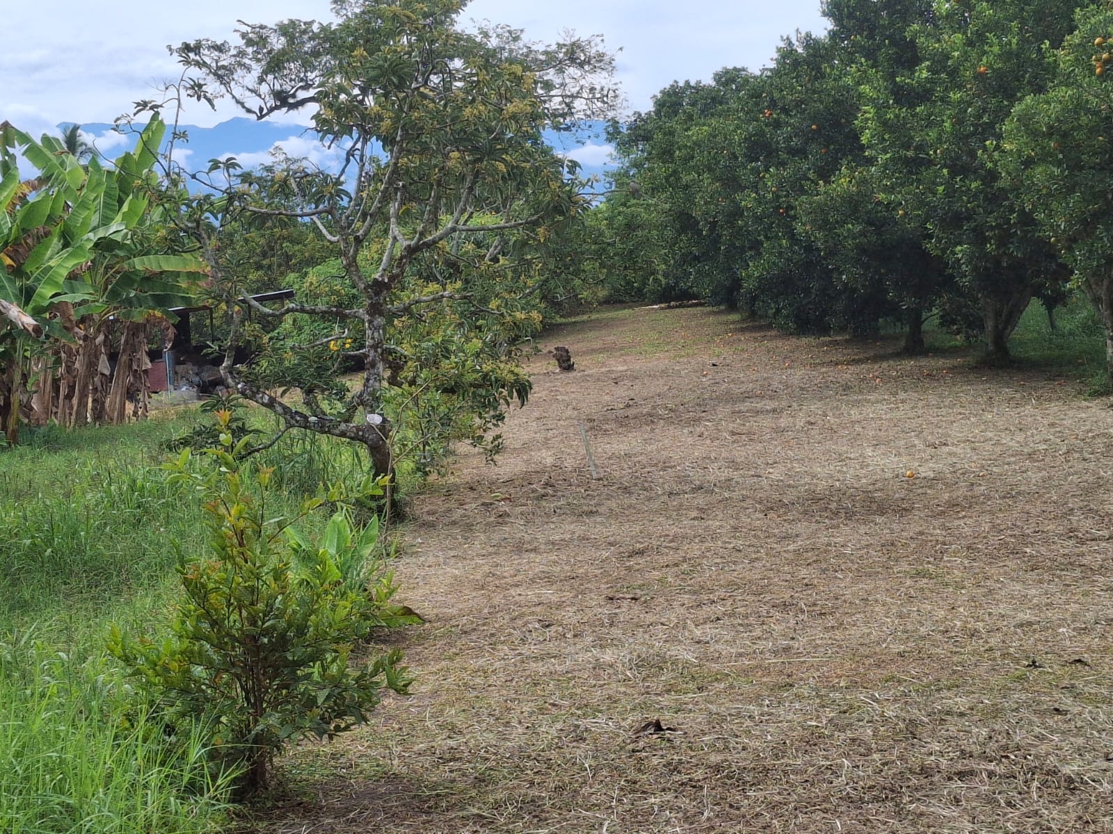 68771920250806090055 Se Vende Hermosa Finca en la Tebaida Vía al Valle