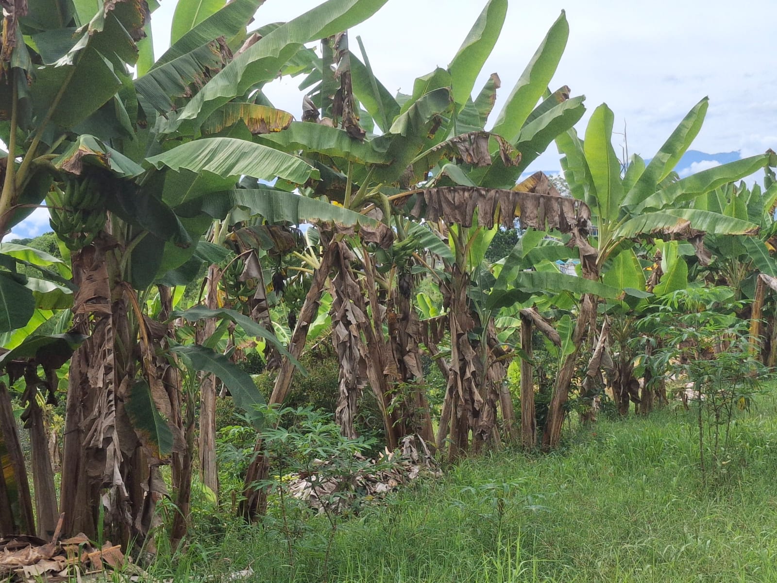 68772020250806090117 Se Vende Hermosa Finca en la Tebaida Vía al Valle