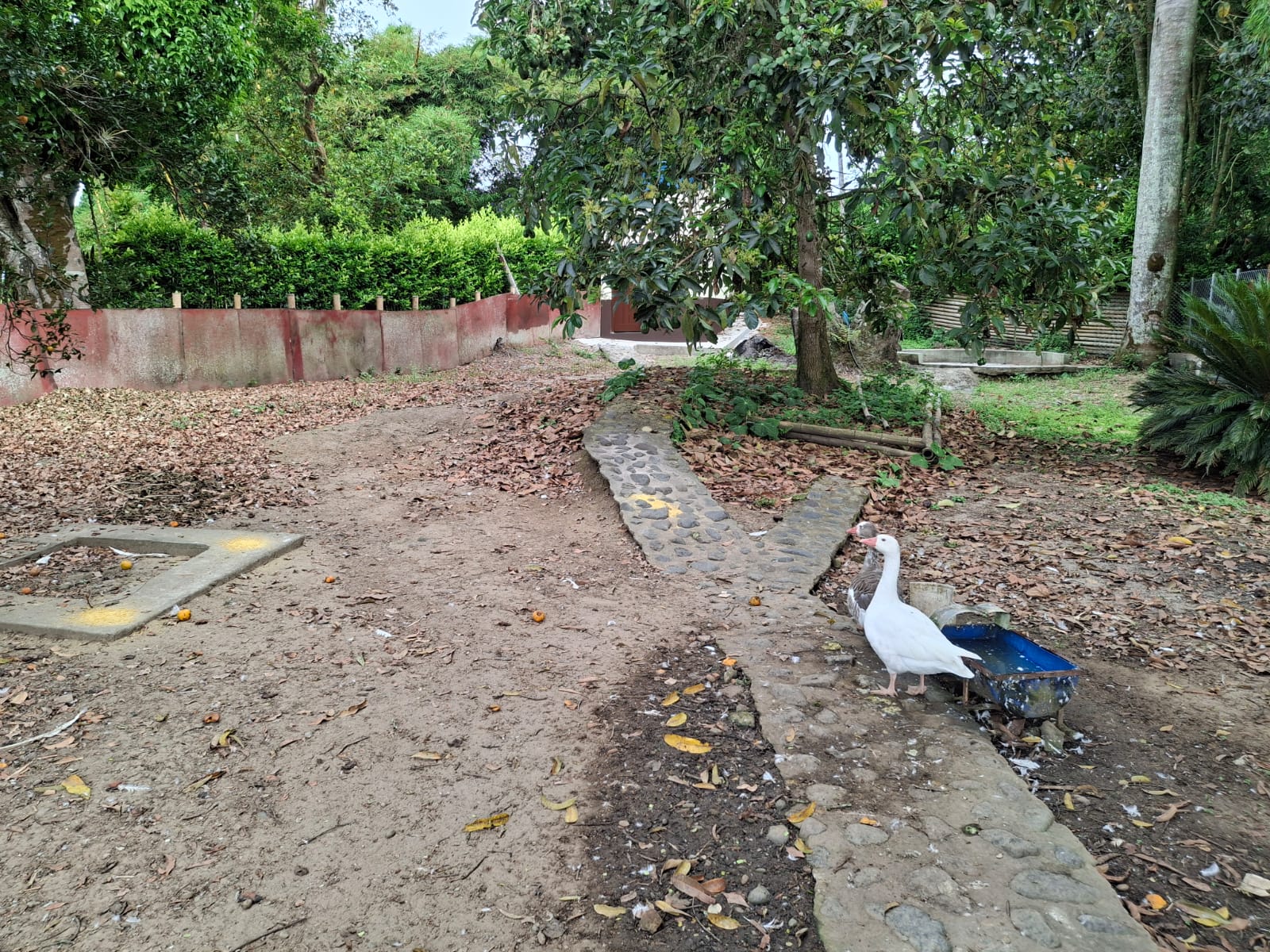 68772120250806090204 Se Vende Hermosa Finca en la Tebaida Vía al Valle