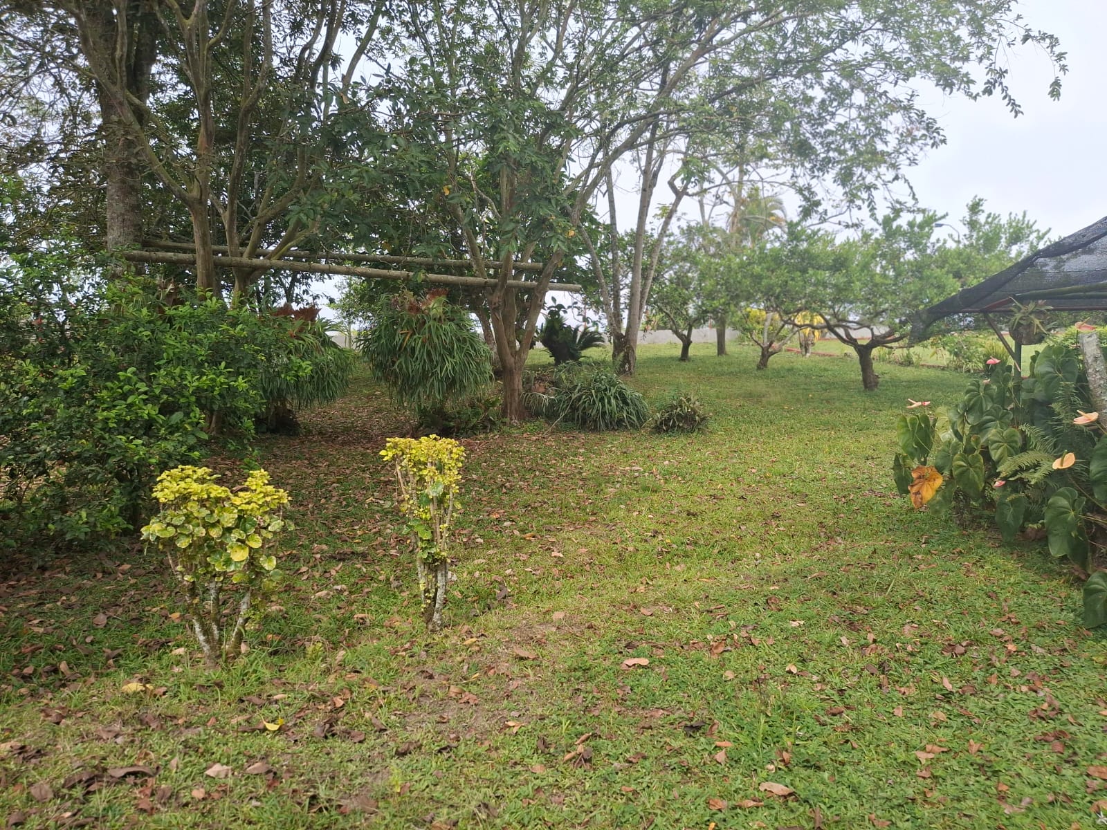 68772220250806090304 Se Vende Hermosa Finca en la Tebaida Vía al Valle
