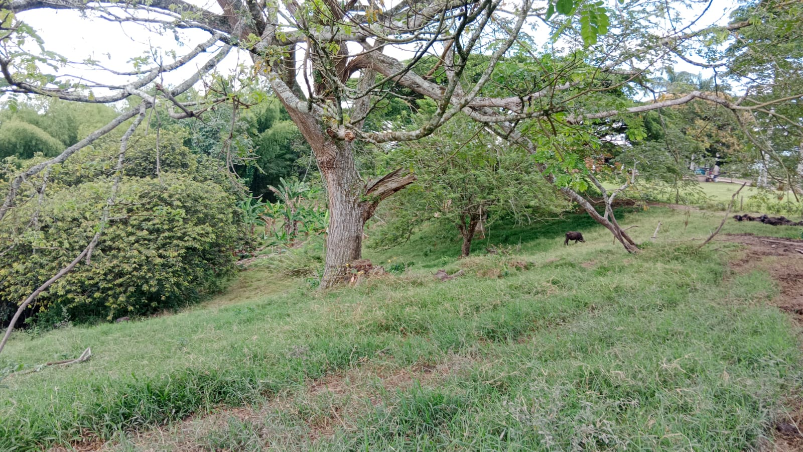68772720250709054959 Venta de Finca en conjunto cerrado Montenegro Quindío de 28.530 m2
