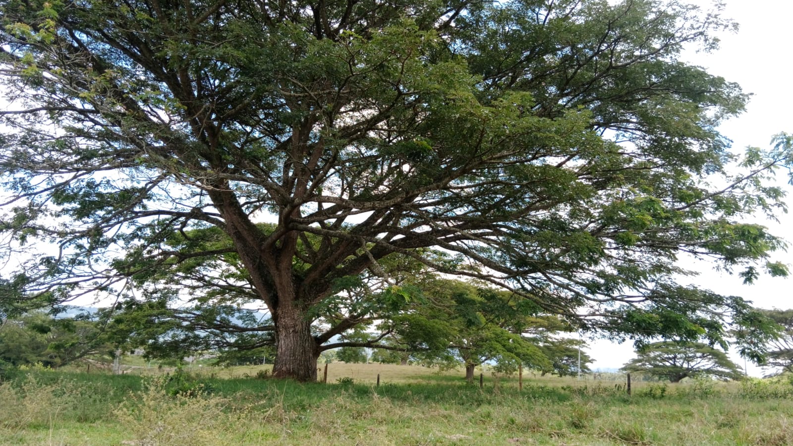 68772820250709054959 Venta de Finca en conjunto cerrado Montenegro Quindío de 28.530 m2