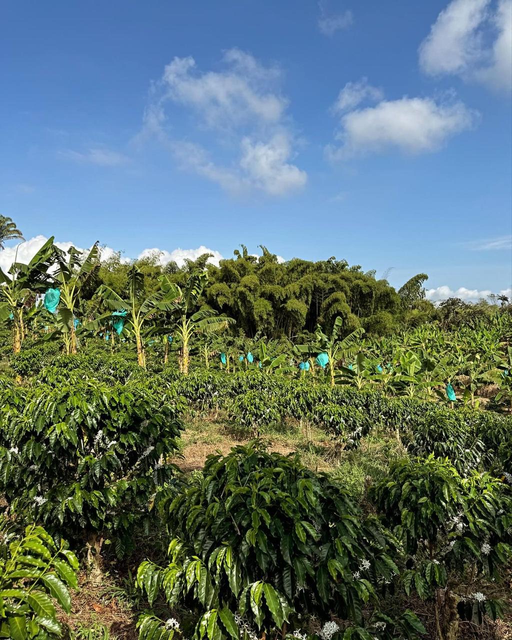 Venta de Finca de 23 cuadras via Montenegro Quimbaya