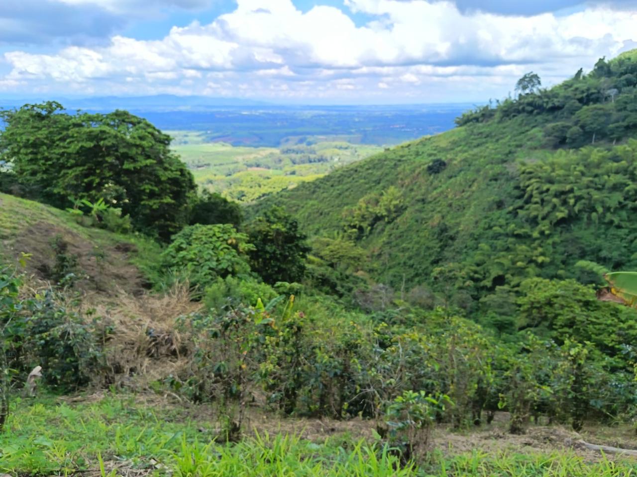 Se vende finca en el municipio de Buenavista Quindio Vereda Los Balsos