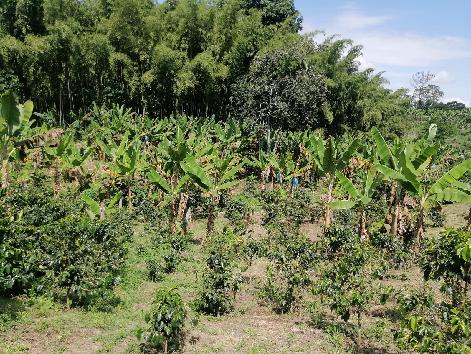 6877620240130050750 Venta de finca con mas de 10 hectáreas en Montenegro Quindío