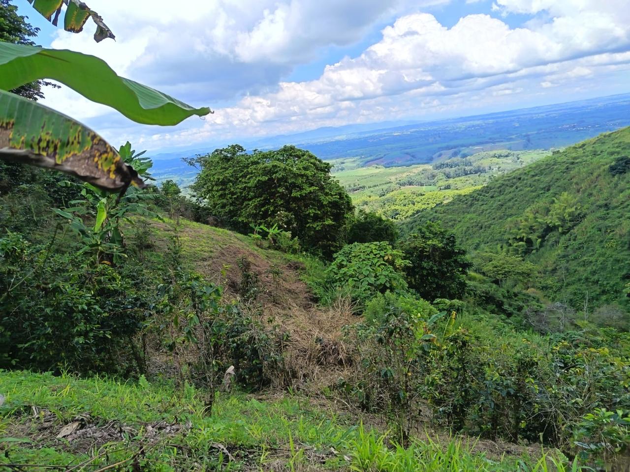 Se vende finca en el municipio de Buenavista Quindio Vereda Los Balsos