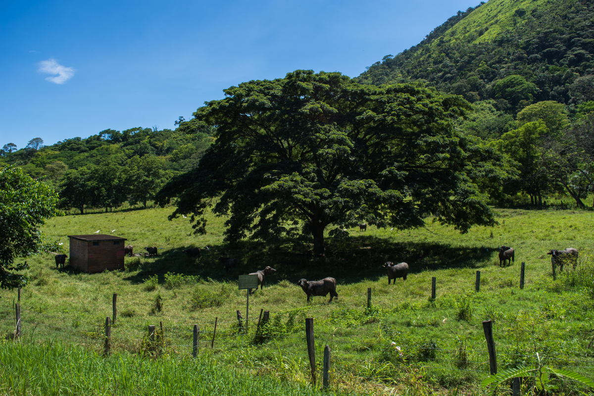 Vendo Finca en La Dorada Caldas