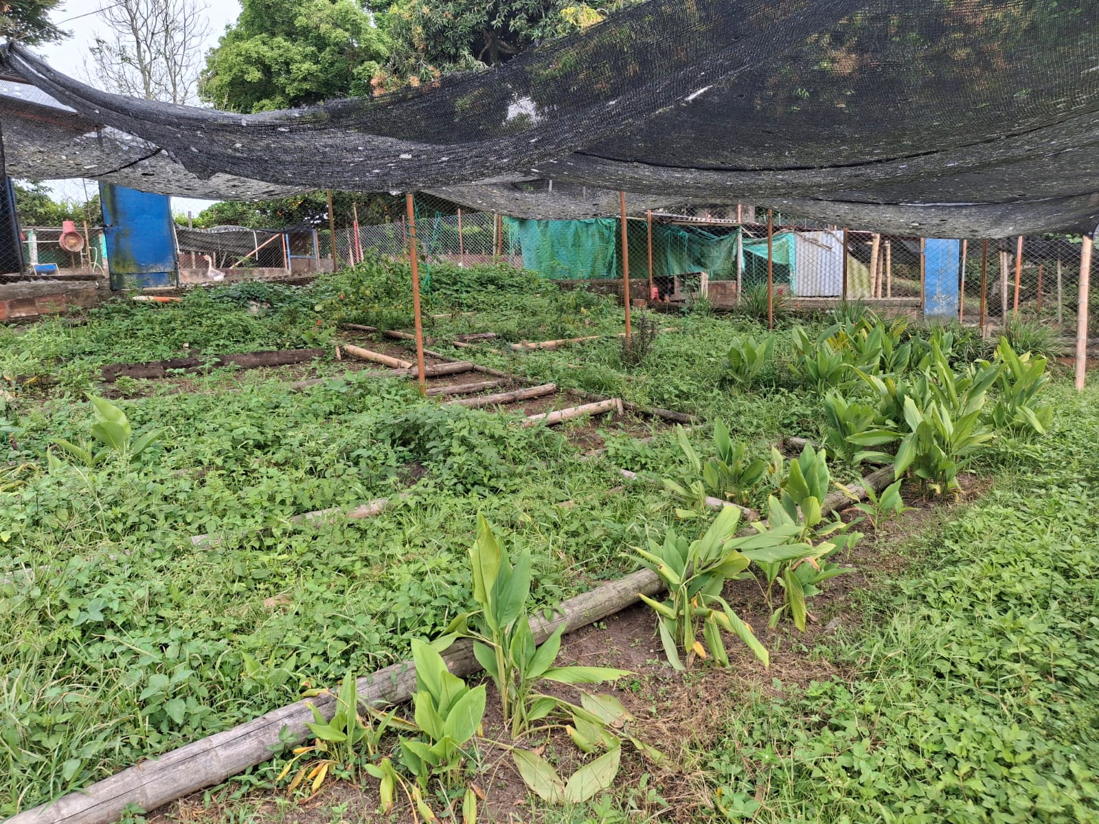 6877720250808041219 Se Vende Hermosa Finca en la Tebaida Vía al Valle