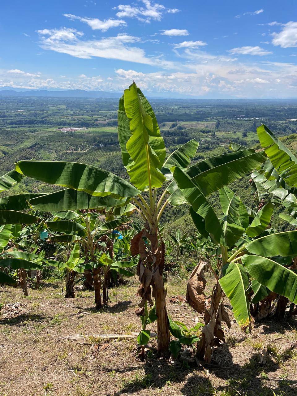 Se vende finca en el municipio de Buenavista Quindio Vereda Los Balsos