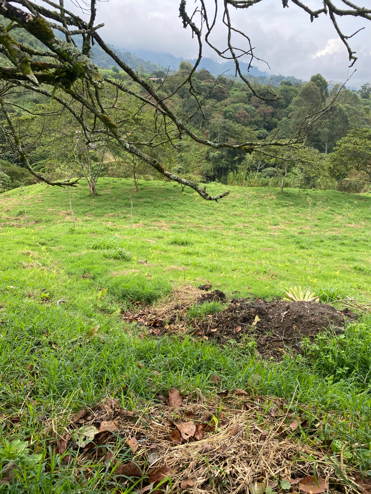 6877820240202092509 Venta de finca vereda San Juan La Nubia en Salento Quindio