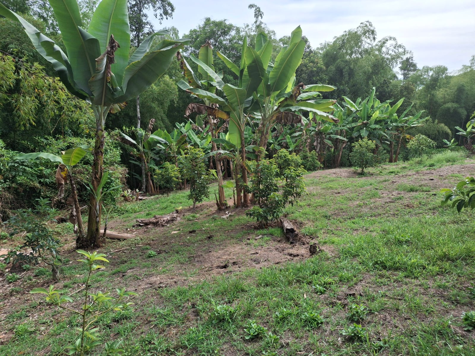 6877820250808043139 Se Vende Hermosa Finca en la Tebaida Vía al Valle