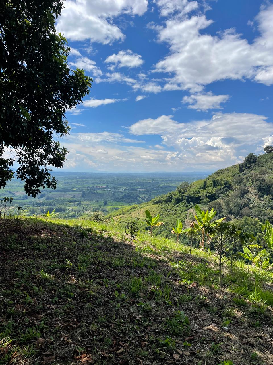 Se vende finca en el municipio de Buenavista Quindio Vereda Los Balsos