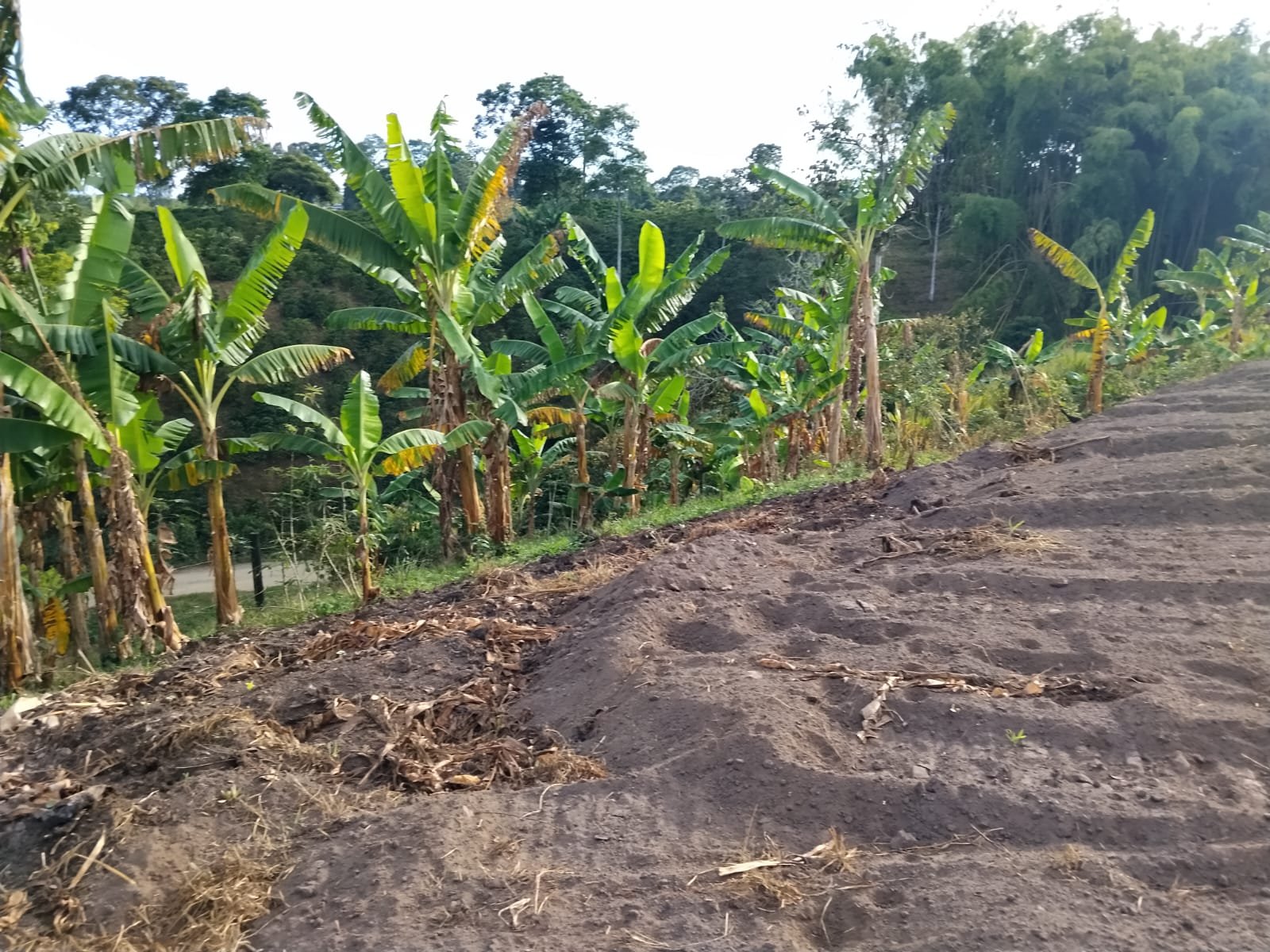 WhatsApp Image 2026-09-14 at 7.14.53 AM (2) Lote en venta de 1.500 m² – Vereda Trocaderos, Quimbaya, Quindío